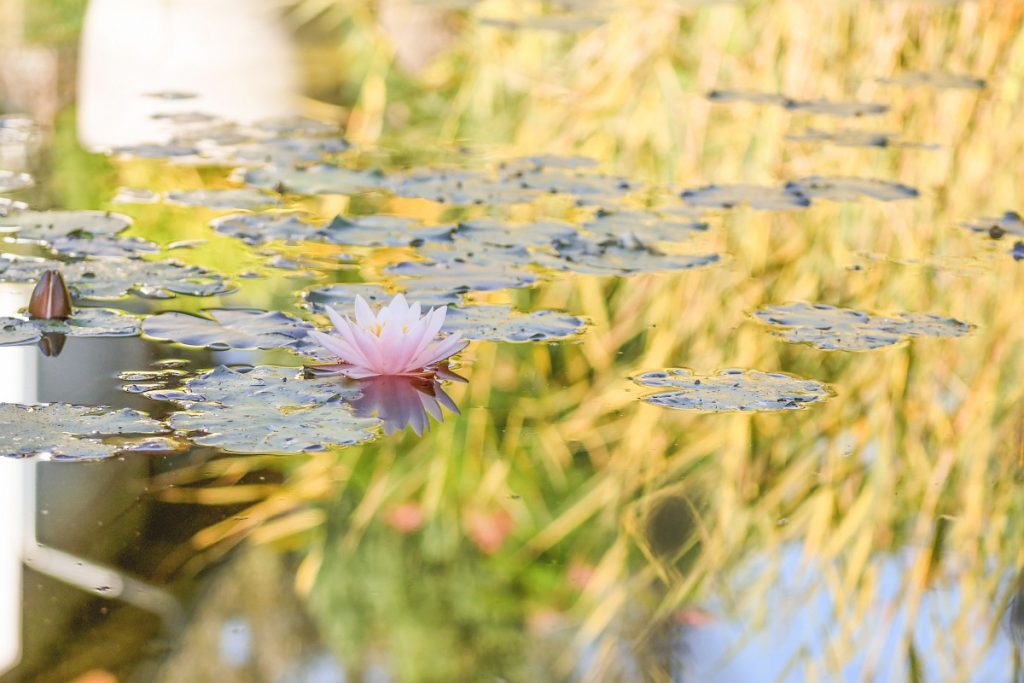 Naturteich, Seerose