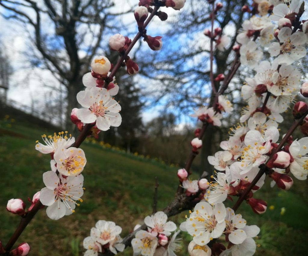 Pfirsichblüten