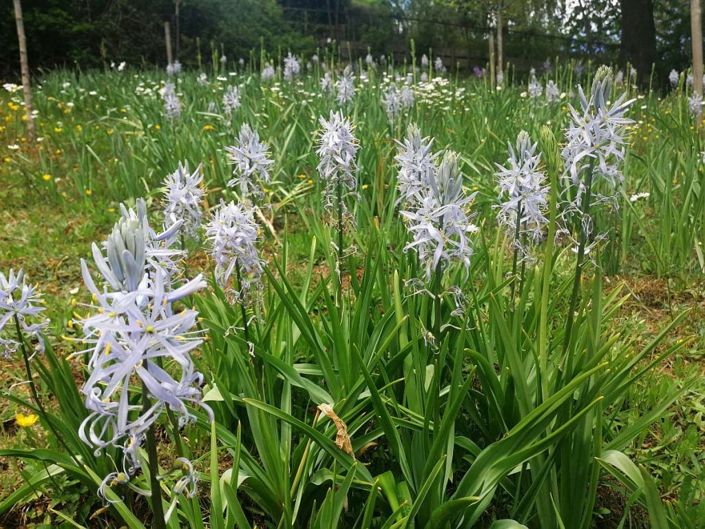 Camassienblüte im Schaugarten von Patrizia Haslinger