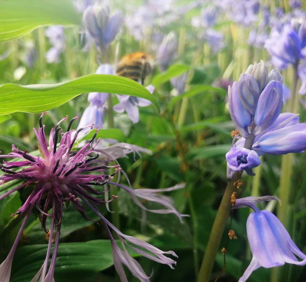 Hasenglöckchenblüten und Flockenblume