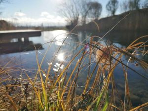 Struktur im Wintergarten | Gräser | Naturteich | Gartenblog | Patrizia Haslinger | Die Herzensgärtnerin | The Heartgardener