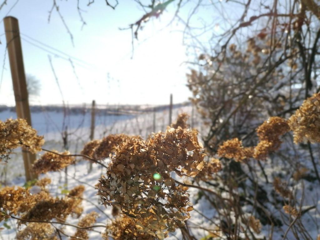 Winterstimmung im Weinberg von Patrizia und Gerald Haslinger