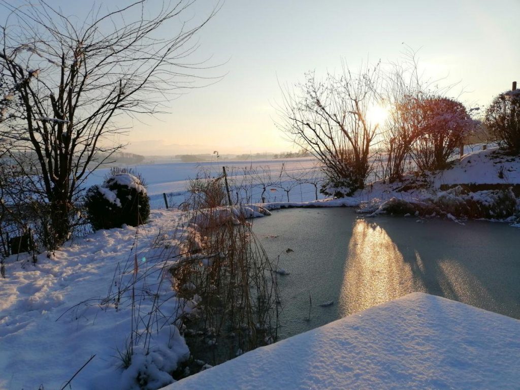 winterliche Abendstimmung am Naturteich