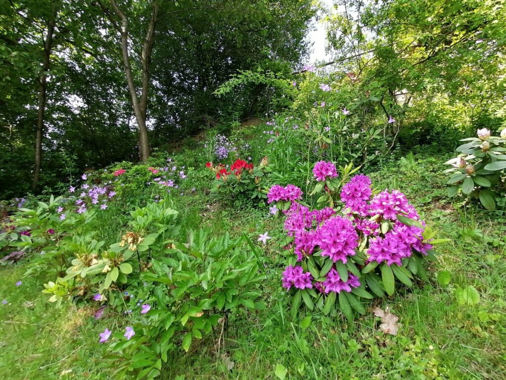 Rhododendrongarten