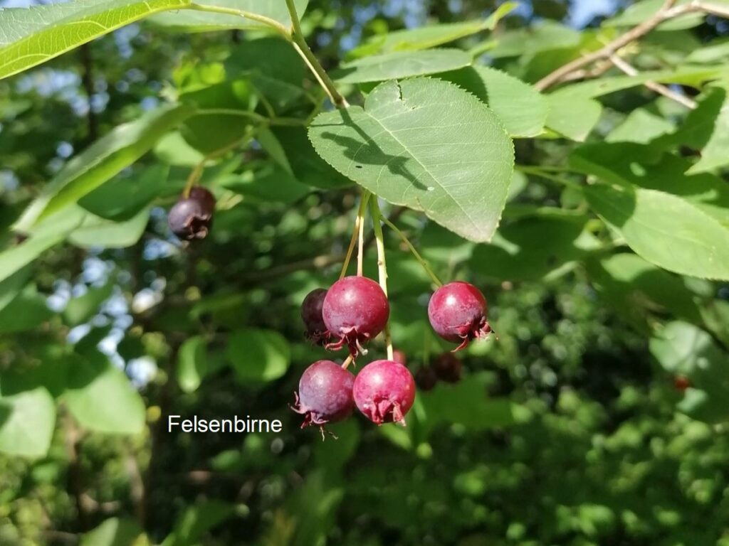 Felsenbirne im Garten von Patrizia Haslinger | Naturgarten | Schaugarten | Rezeptideen Wildfrüchte