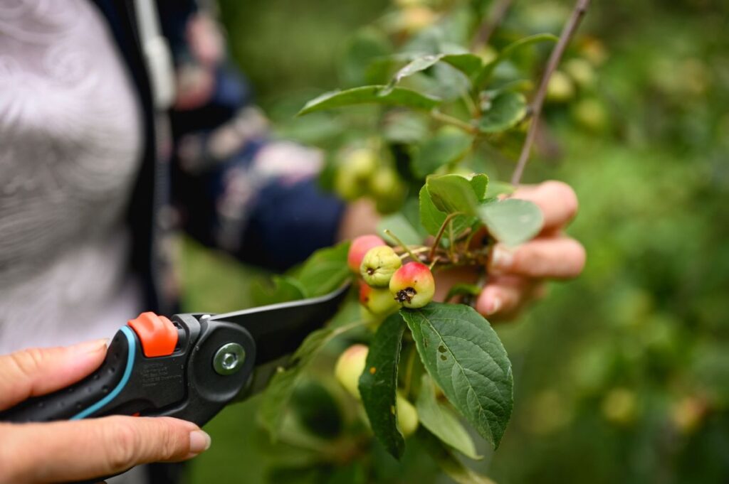 Zierapfel Evereste im Garten von Patrizia Haslinger - Die Herzensgärtnerin - The Heartgardener - Gartenblog - Naturgartengestaltung