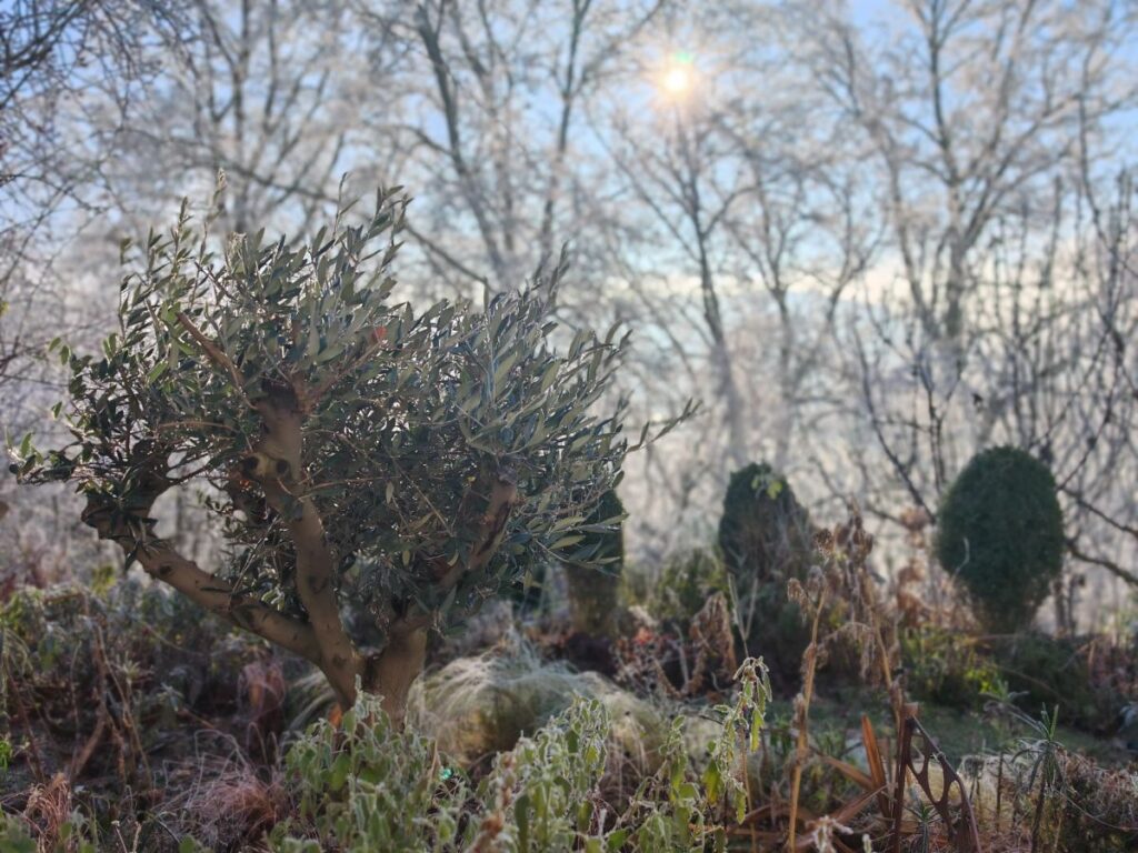 Olivenbaum im Winter | Schaugarten in Österreich | The Heartgardener | offener Garten | Gartenführungen | Die Herzensgärtnerin