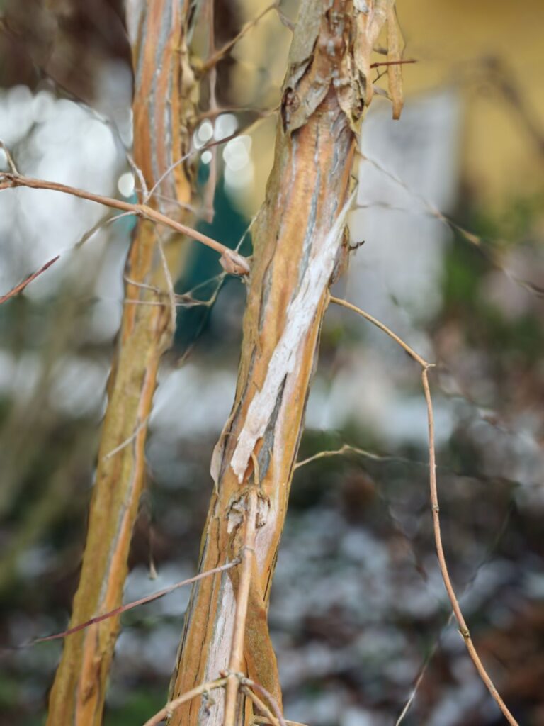 7 Söhne des Himmels Strauch - schöne Rinde im Winter - BLOG - Gartenblog Struktur im winterlichen Garten von Patrizia Haslinger Die Herzensgärtnerin - Gartentipps - Naturgartengestalterin