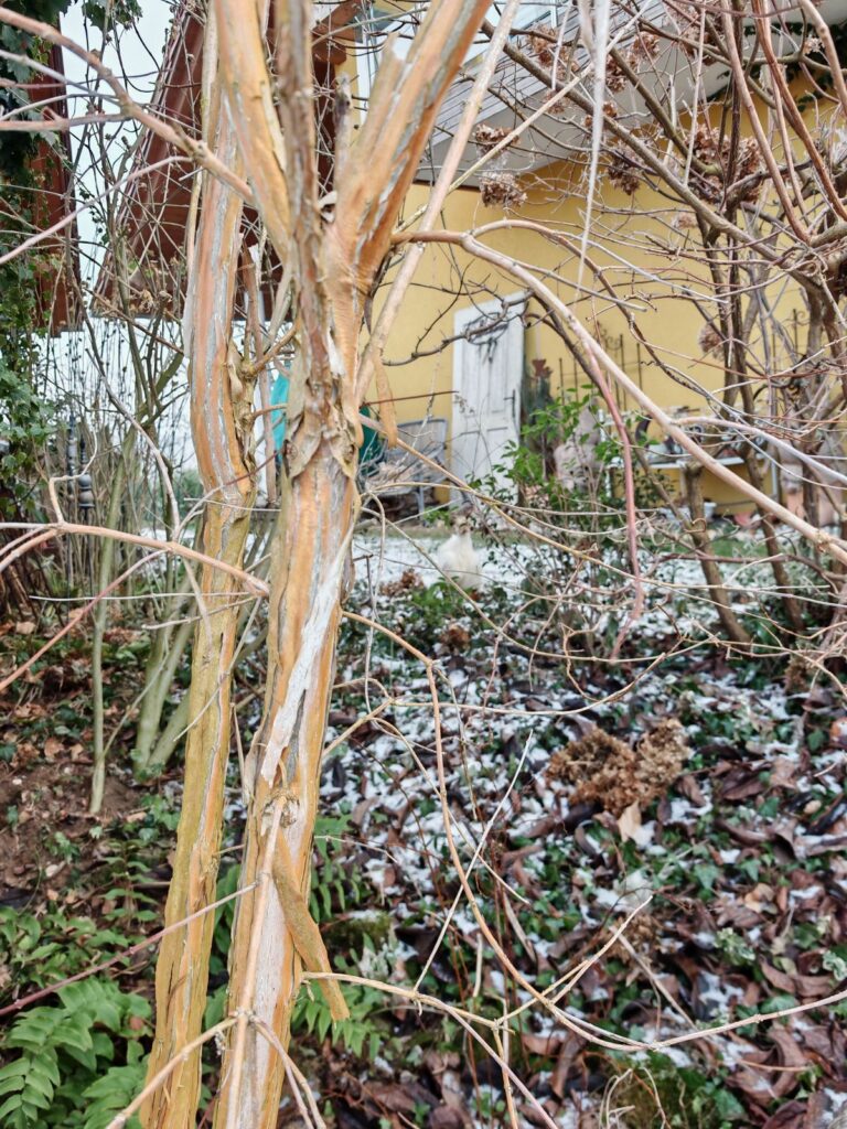 7 Söhne des Himmels Strauch - schöne Rinde im Winter - BLOG - Gartenblog Struktur im winterlichen Garten von Patrizia Haslinger Die Herzensgärtnerin - Gartentipps - Naturgartengestalterin