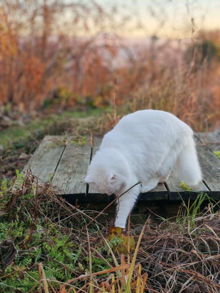 Katze Ilvy im Garten von Patrizia Haslinger - weiße Katze am Naturteich