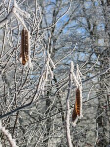 Samen Albizia im Winter - Gartenblog - Krone Kolumnistin Patrizia Haslinger