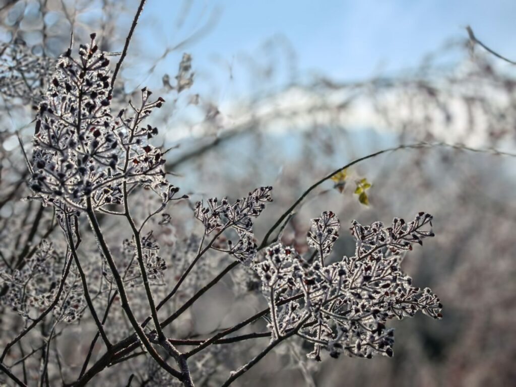 Hagebutten im Frostmantel - Gartenblog von Patrizia Haslinger - Struktur im Garten