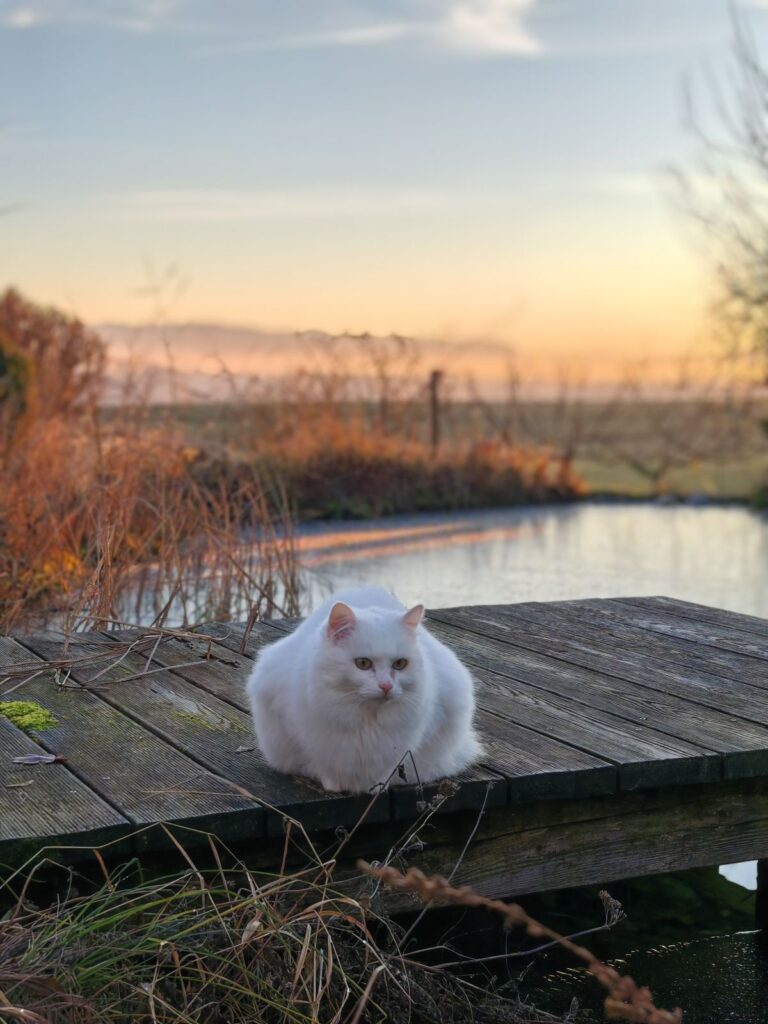 Tiere im Garten - Sonnenuntergang am Naturteich - Naturgarten von Patrizia Haslinger - Gartenblog