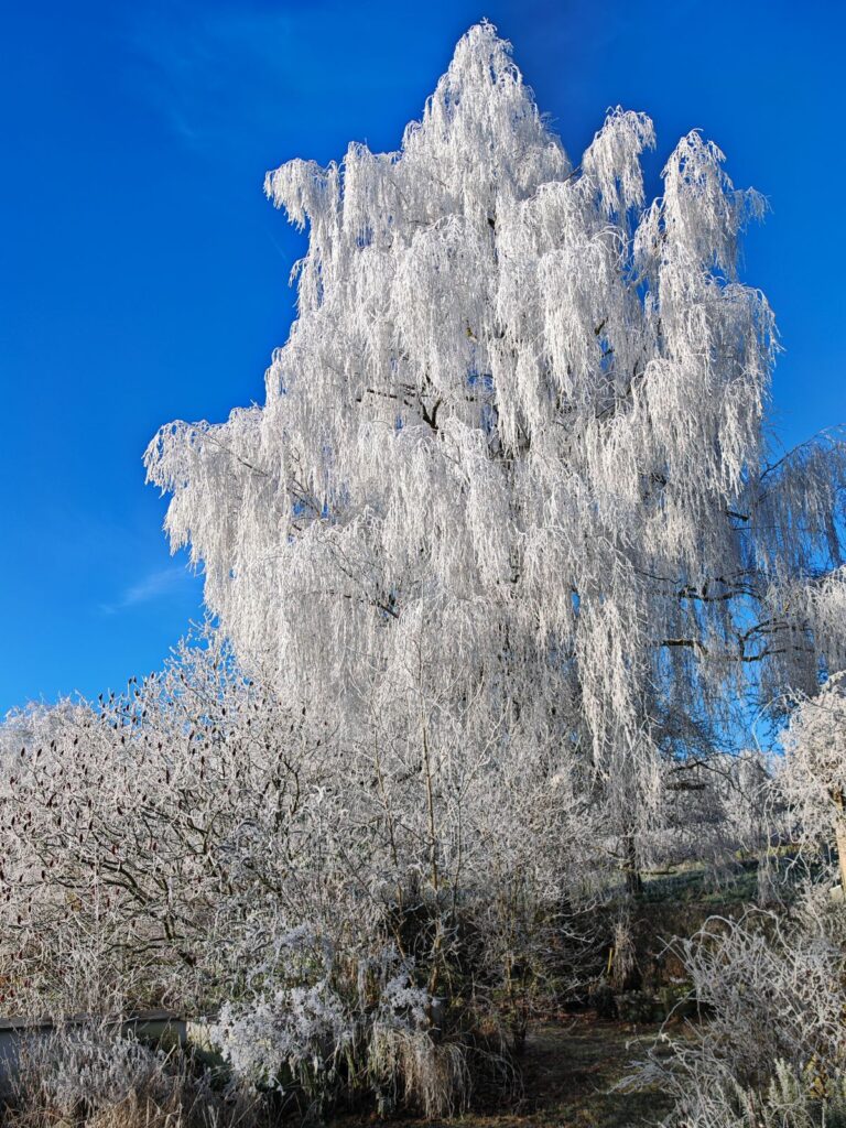 Birke im Frostmantel im Garten von Patrizia Haslinger