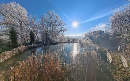 Struktur im winterlichen Garten | Gartenblog von Patrizia Haslinger Die Herzensgärtnerin | Naturgartengestalterin | Wintergarten | Sonne Naturteich im Winter