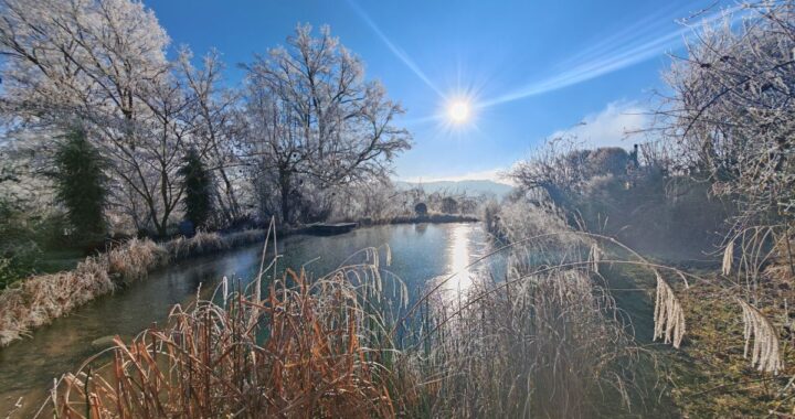 Struktur im winterlichen Garten | Gartenblog von Patrizia Haslinger Die Herzensgärtnerin | Naturgartengestalterin | Wintergarten | Sonne Naturteich im Winter